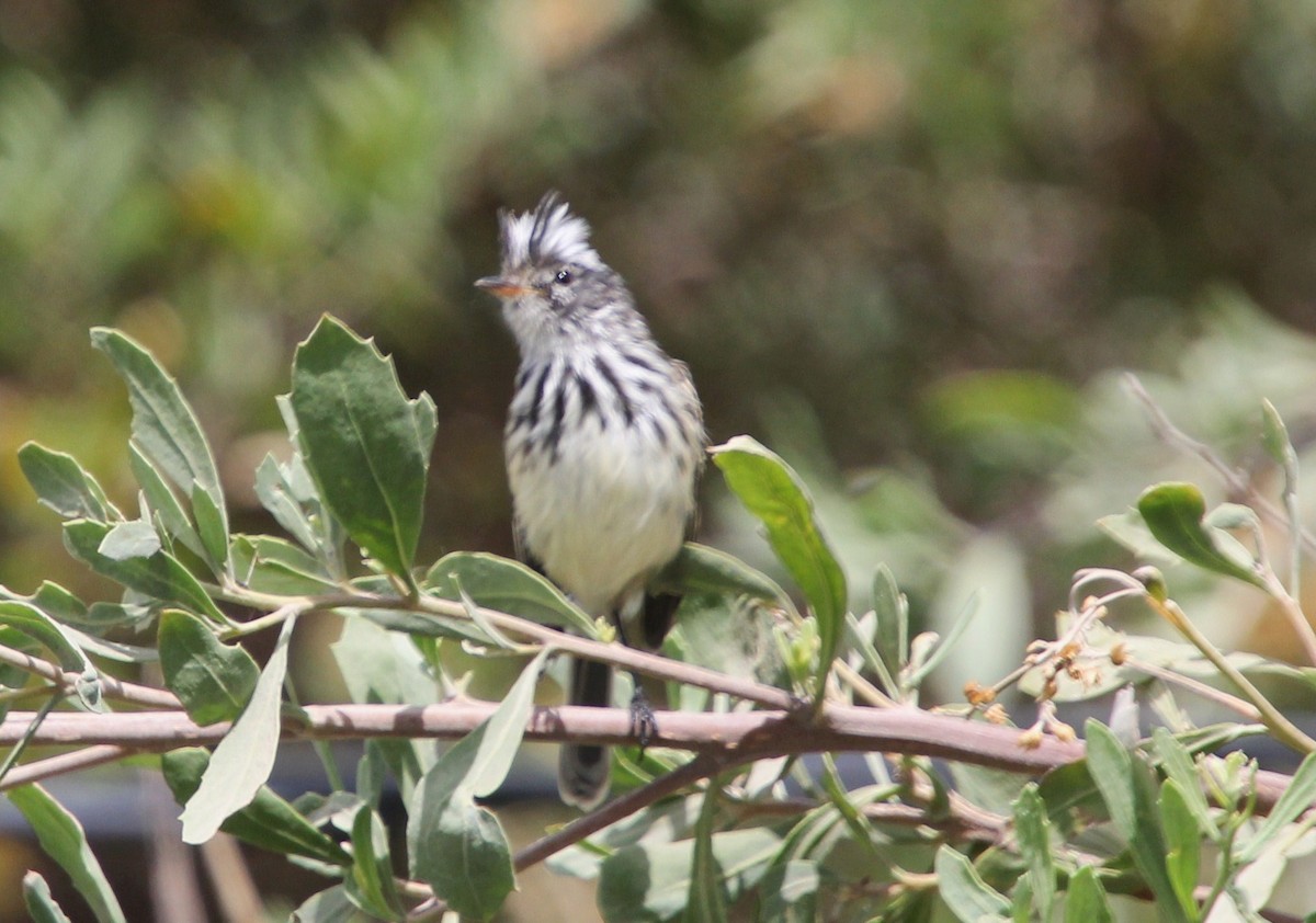 Pied-crested Tit-Tyrant - ML623060638