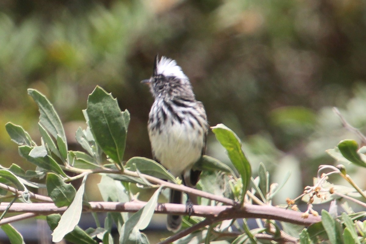 Pied-crested Tit-Tyrant - ML623060639