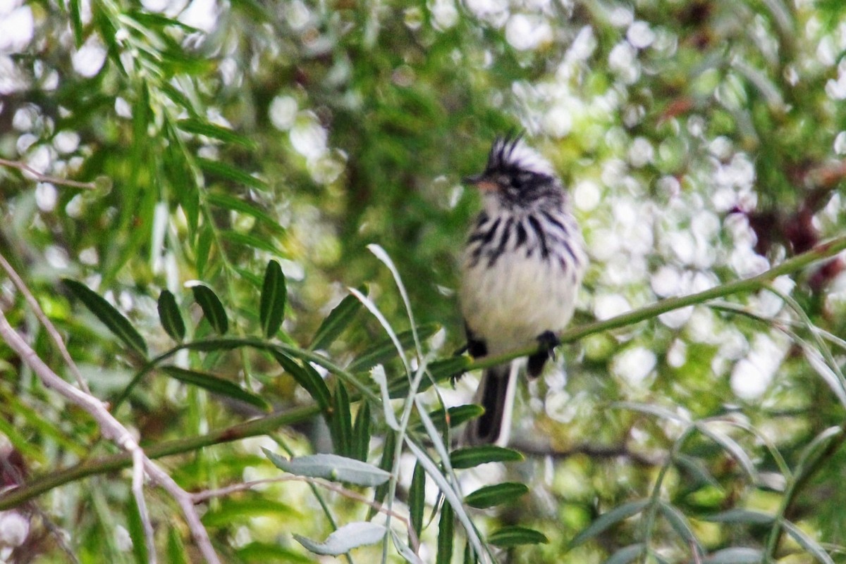 Pied-crested Tit-Tyrant - ML623060642