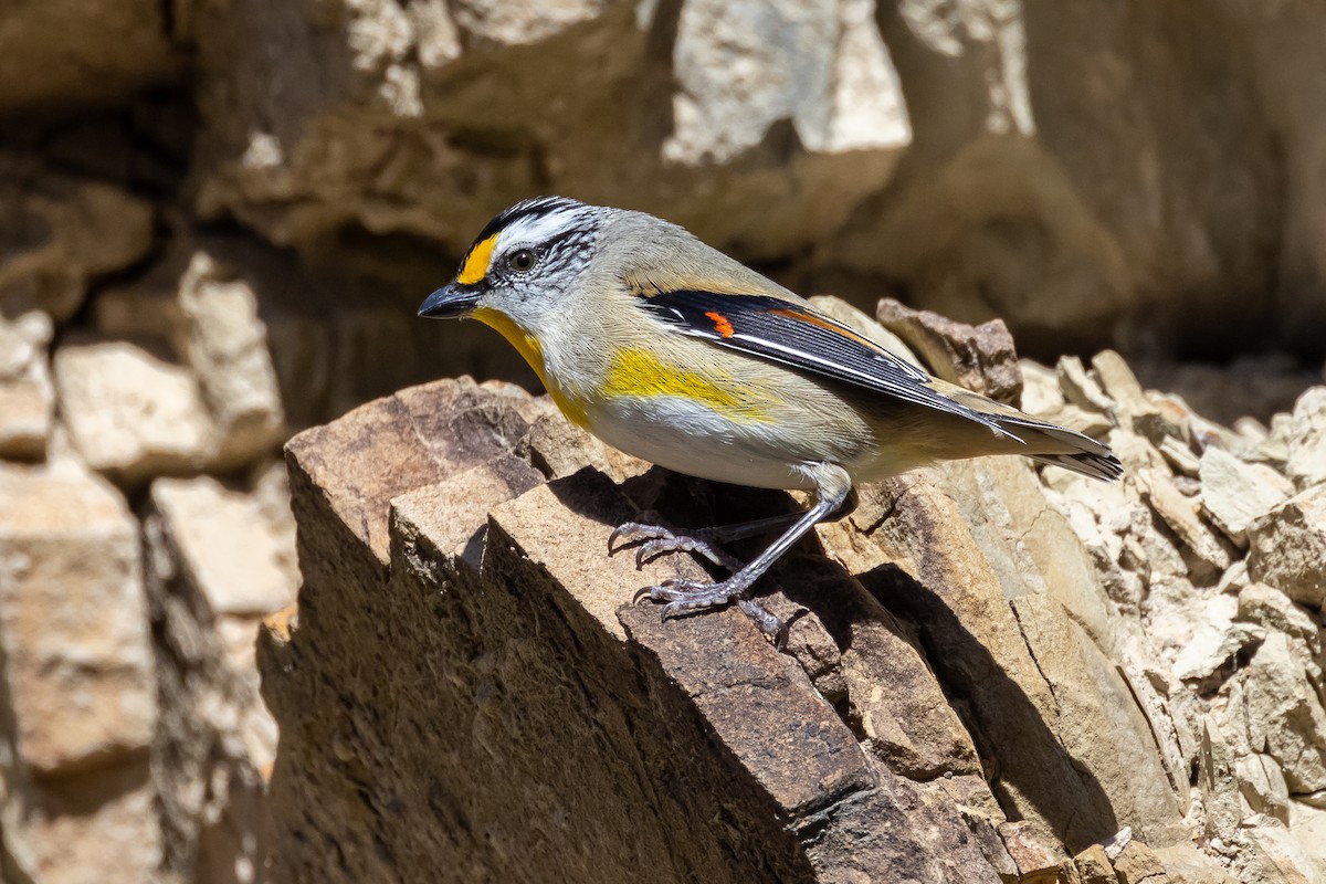 Striated Pardalote - ML623060643