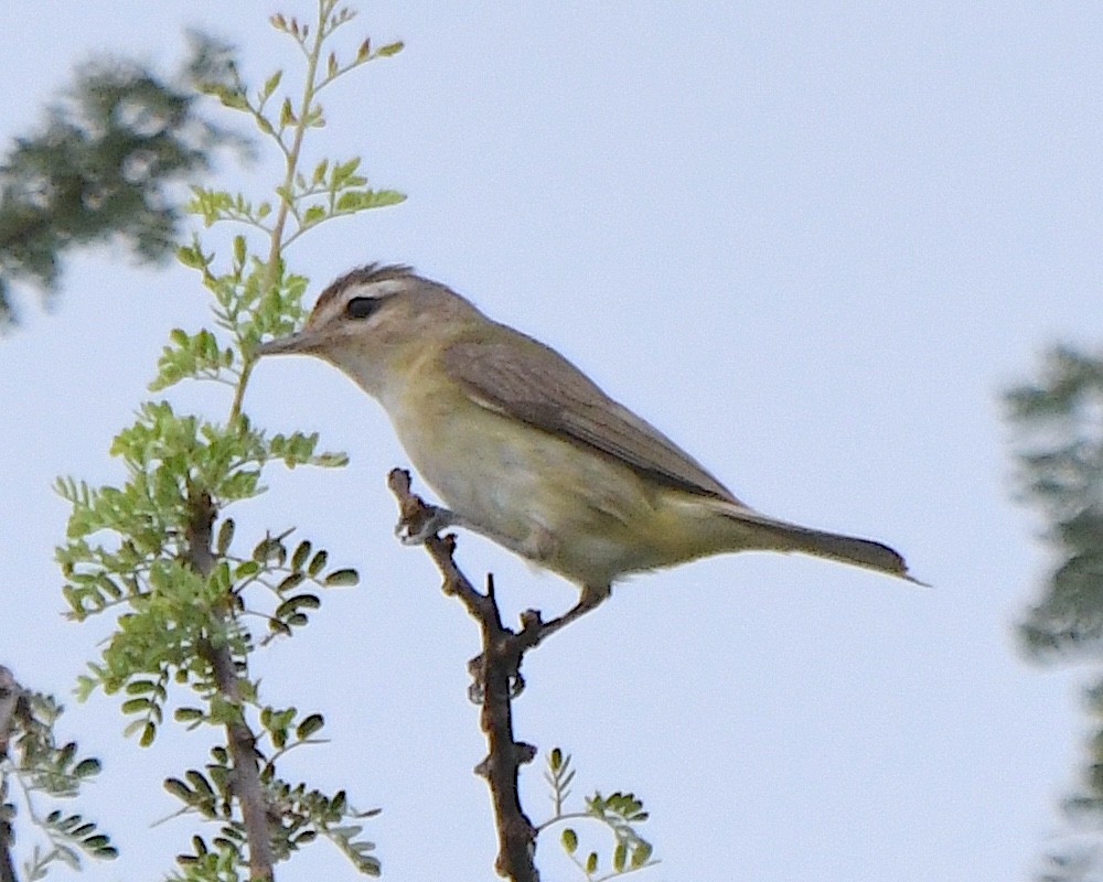 Warbling Vireo (Western) - ML623060648