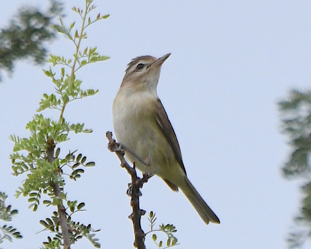 Warbling Vireo (Western) - ML623060660