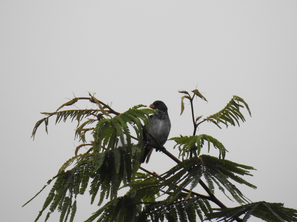 Gray Seedeater - ML623060664