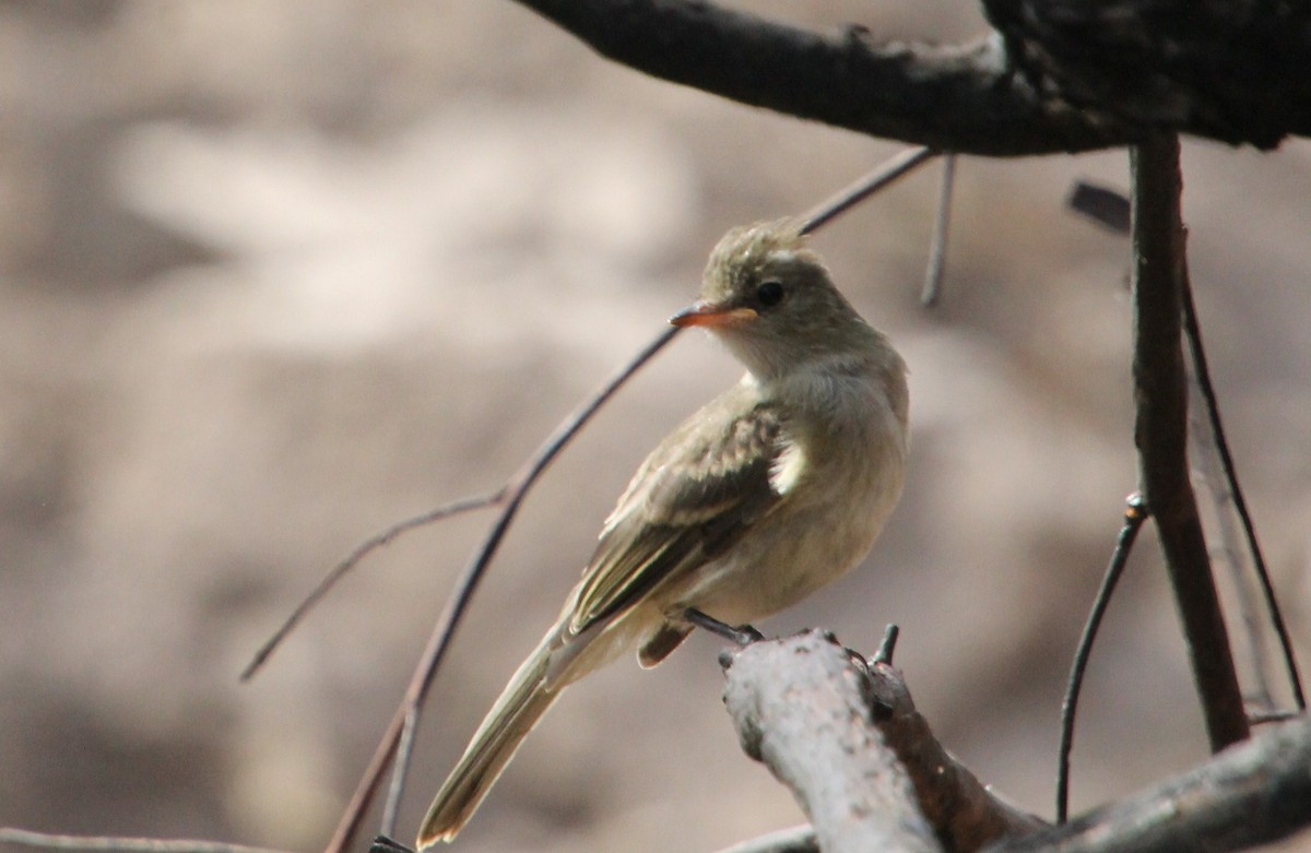 White-crested Elaenia (Peruvian) - ML623060672