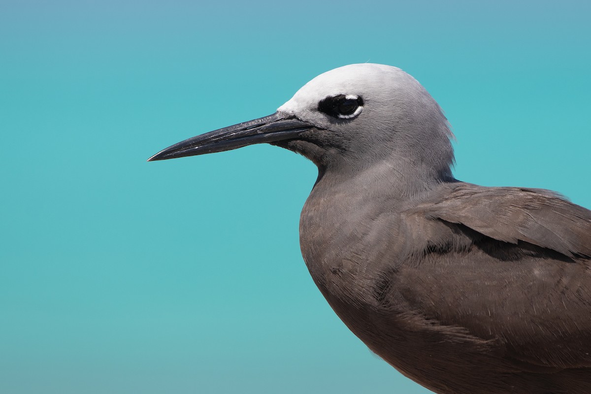 Lesser Noddy - ML623060690