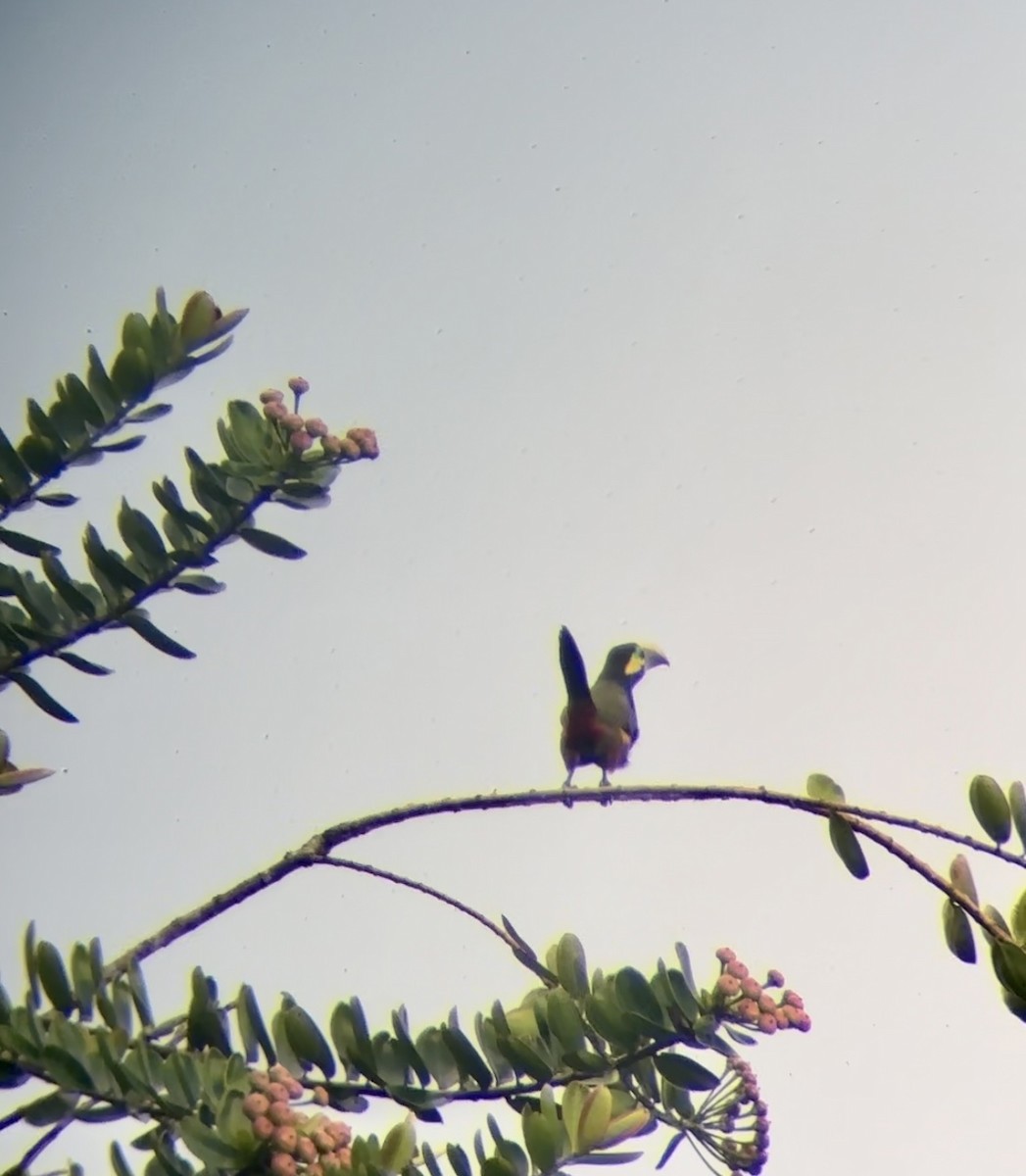 Yellow-eared Toucanet - Luis Enrique Fernández Sánchez