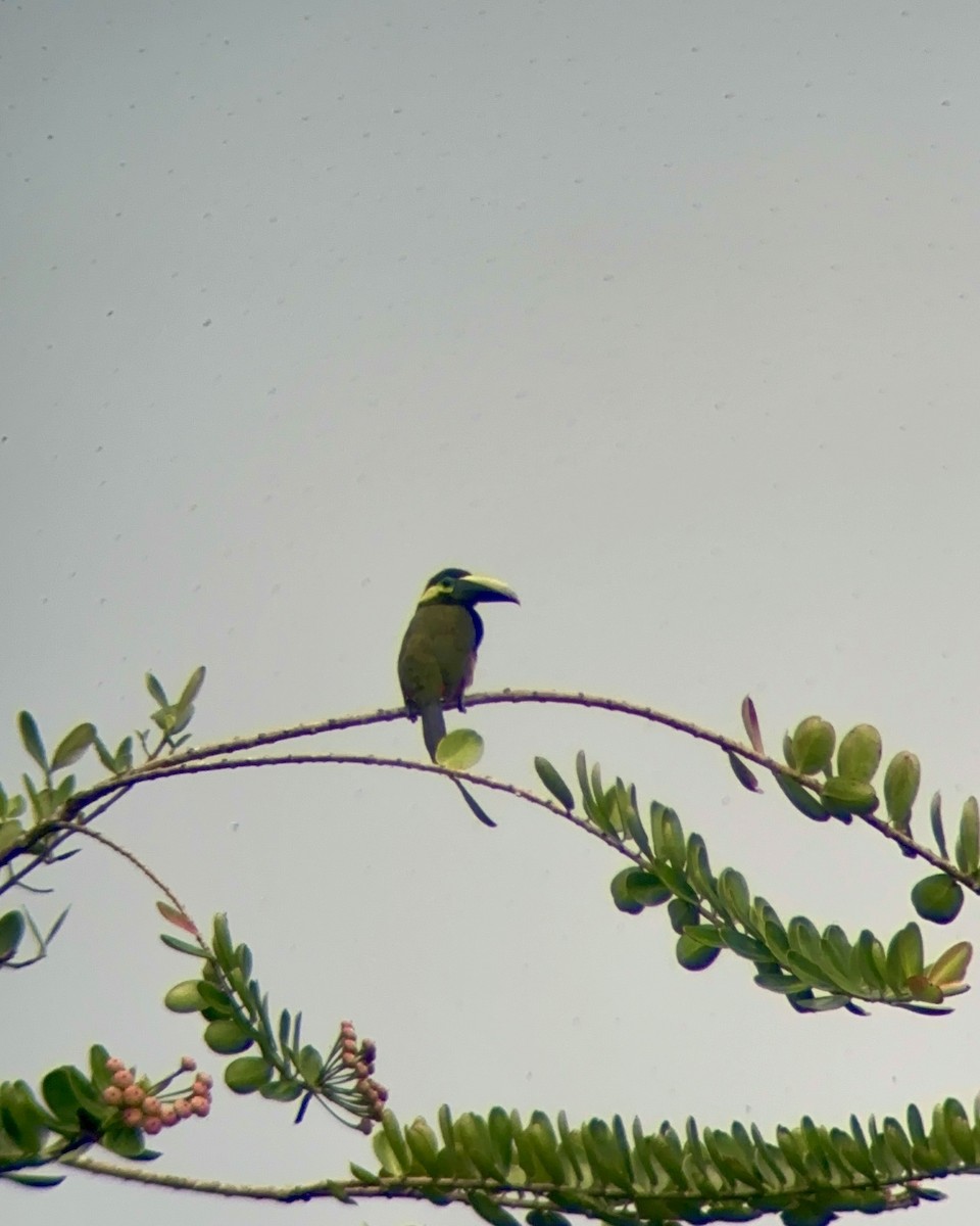 Toucanet à oreilles d'or - ML623060692