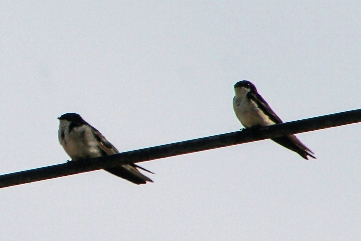 Blue-and-white Swallow - María Eliana Obando