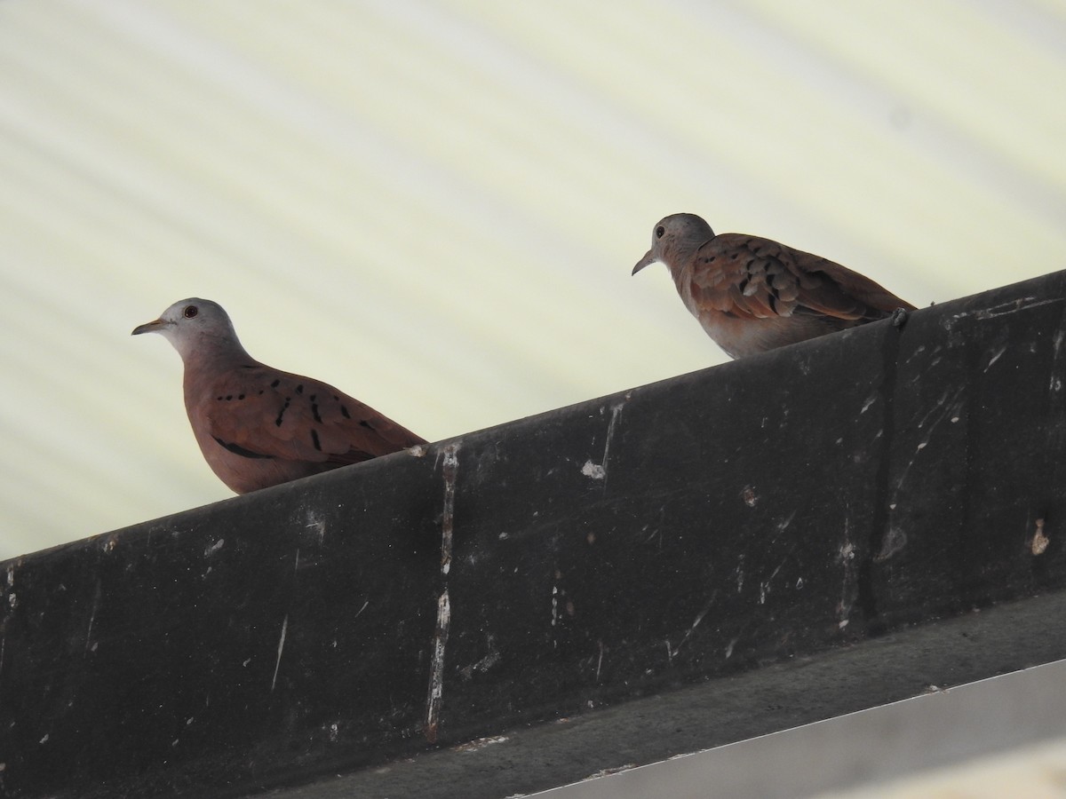 Plain-breasted Ground Dove - ML623060739