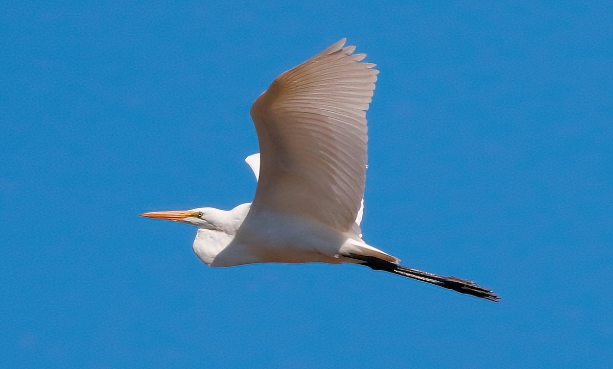 Great Egret - ML623060757