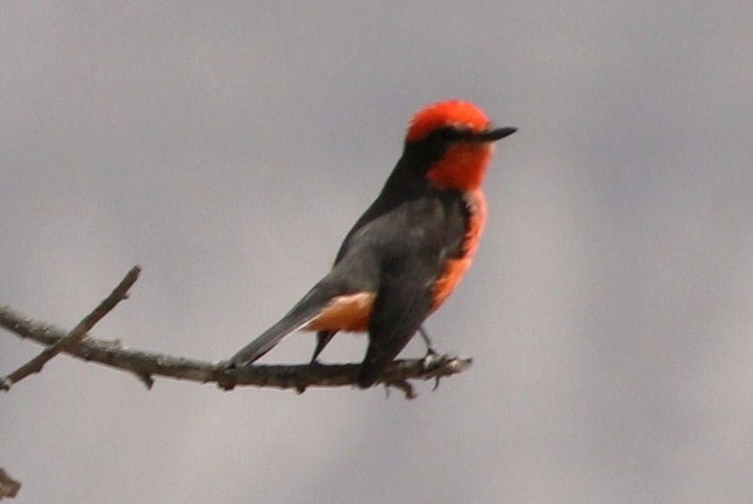 Vermilion Flycatcher - ML623060758