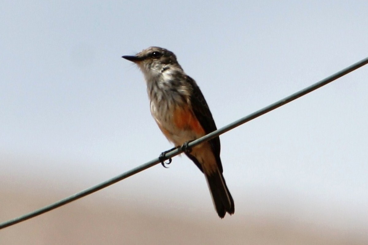 Vermilion Flycatcher - ML623060761