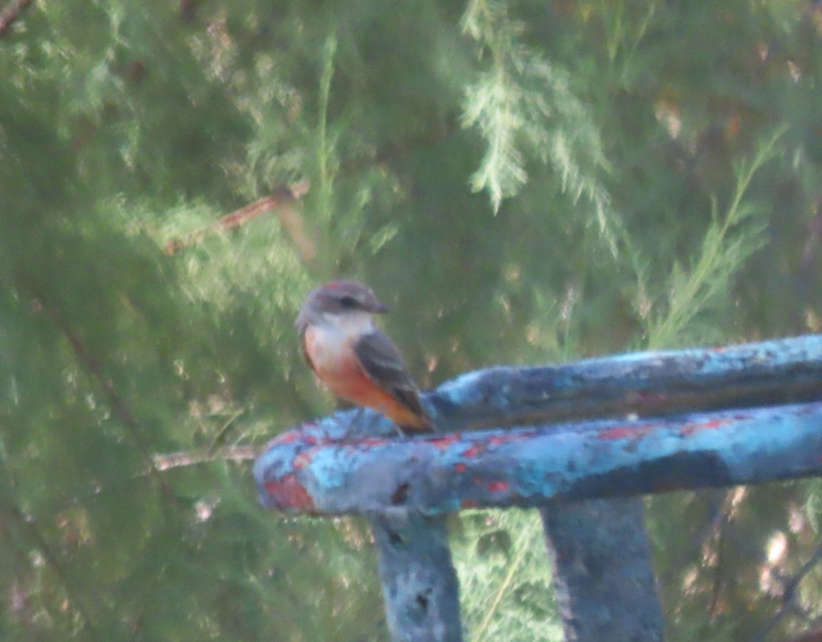 Vermilion Flycatcher - ML623060768