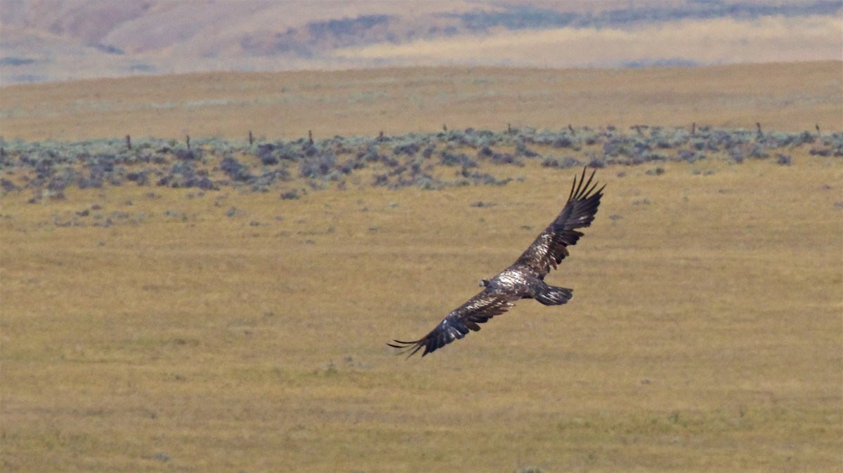 Weißkopf-Seeadler - ML623060793