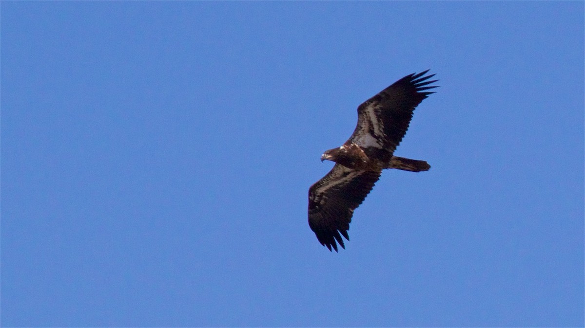 Weißkopf-Seeadler - ML623060794