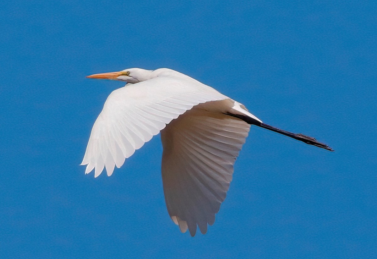 Great Egret - ML623060843