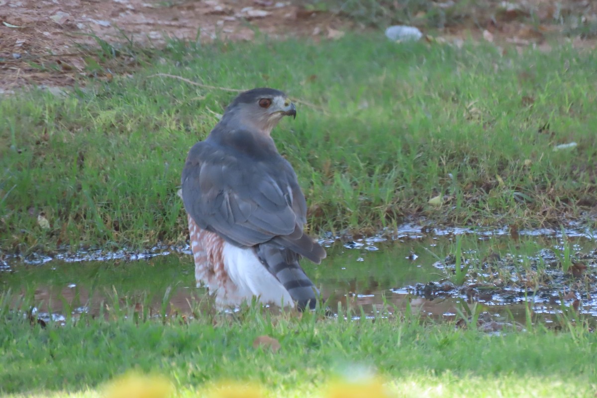 Cooper's Hawk - ML623060877