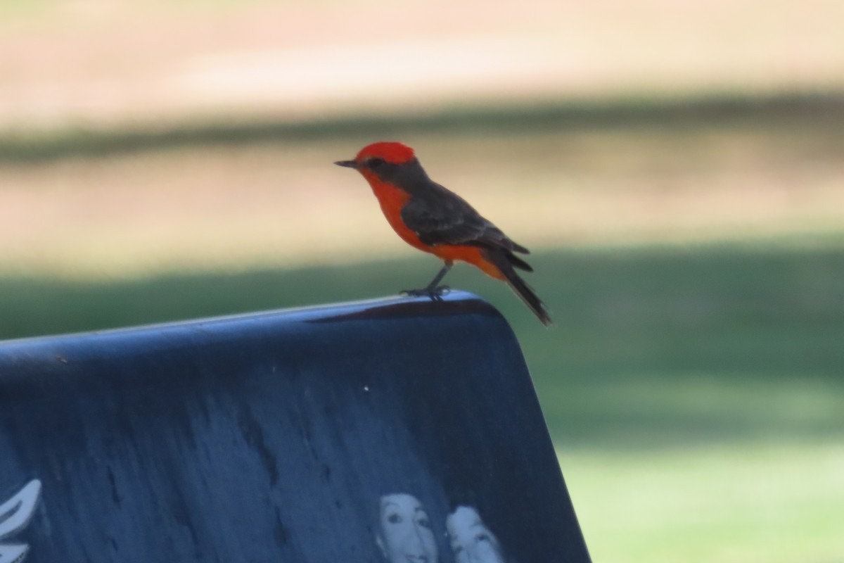 Vermilion Flycatcher - ML623060891