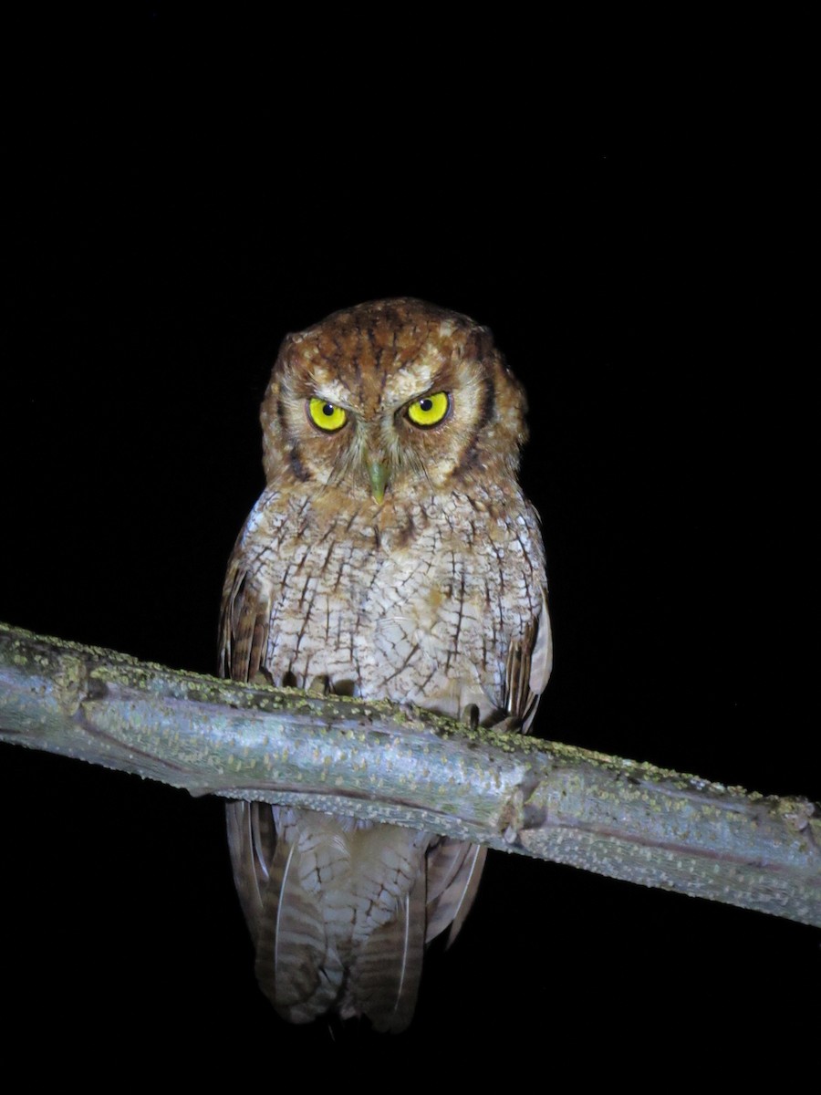Tropical Screech-Owl - ML623060900
