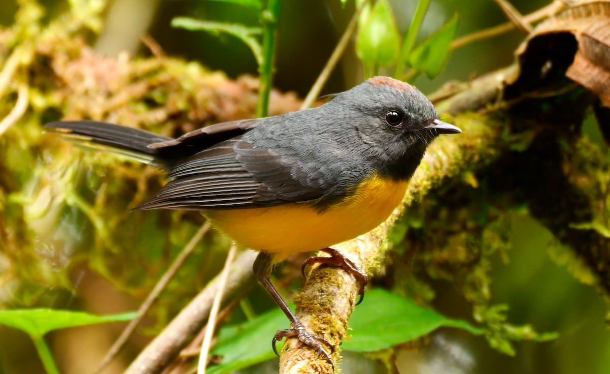 Slate-throated Redstart - ML623060914