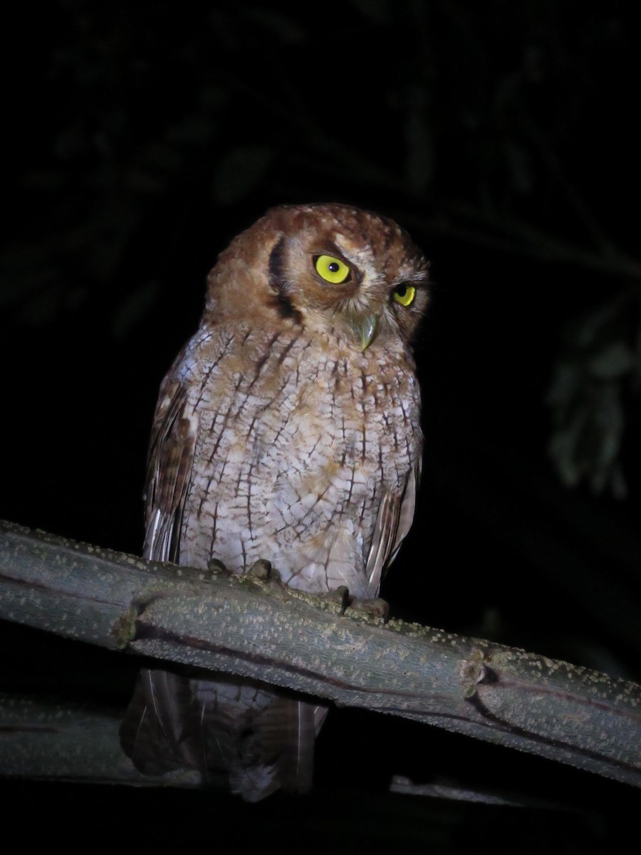 Tropical Screech-Owl - ML623060916