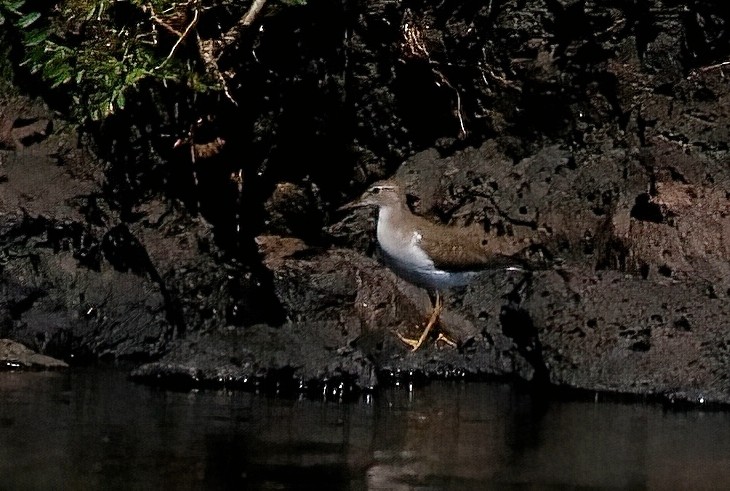 Spotted Sandpiper - ML623060936