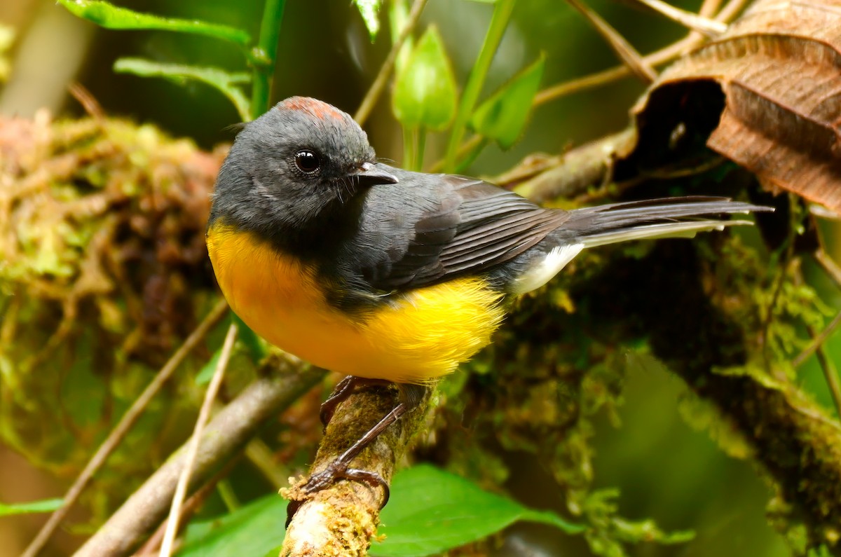 Slate-throated Redstart - ML623060944