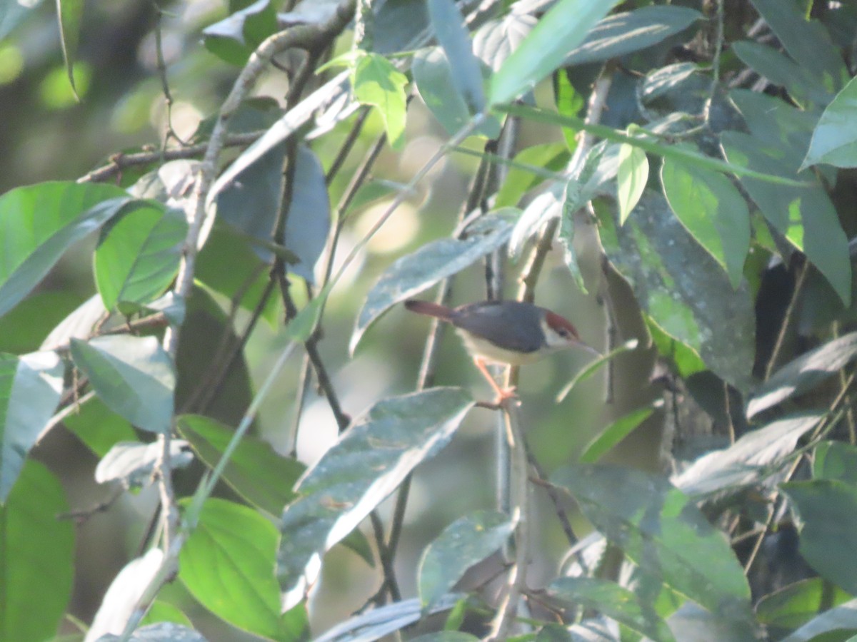 Rufous-tailed Tailorbird - 鵂 劉