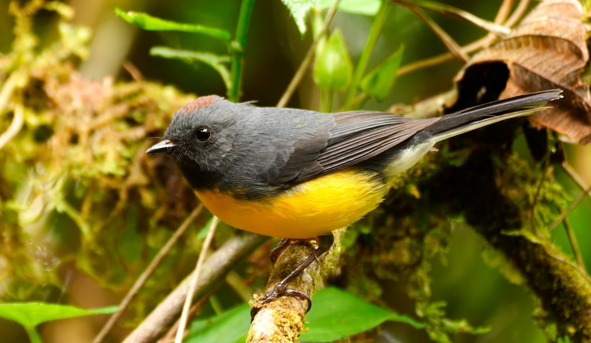 Slate-throated Redstart - ML623061006