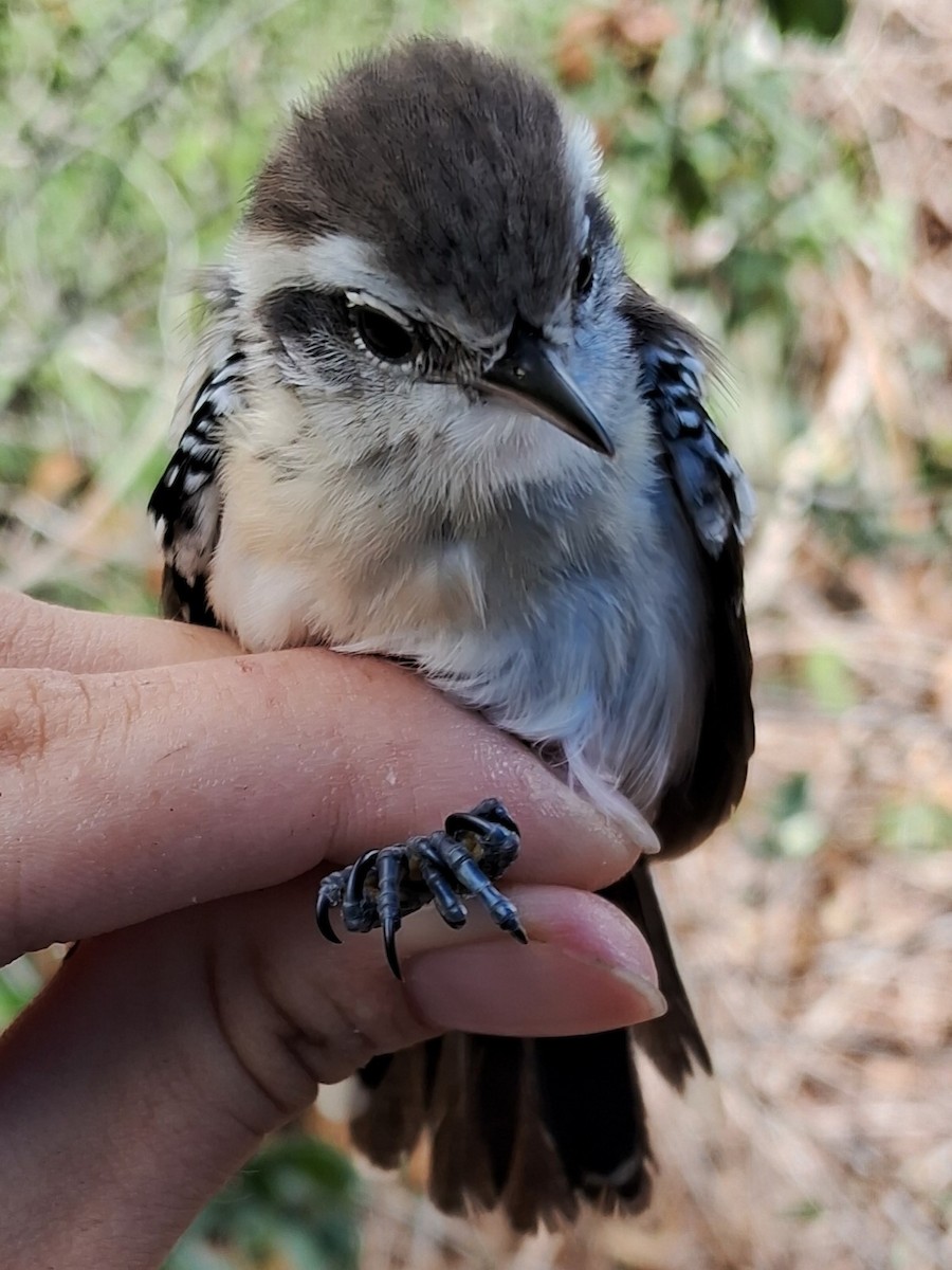 Black-bellied Antwren - ML623061021