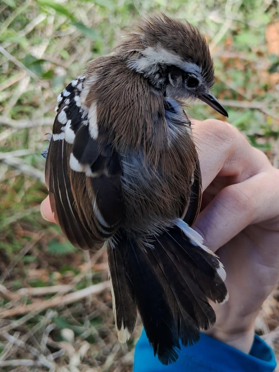 Black-bellied Antwren - ML623061022