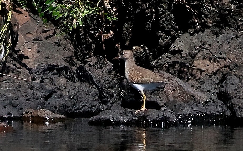 Spotted Sandpiper - ML623061065