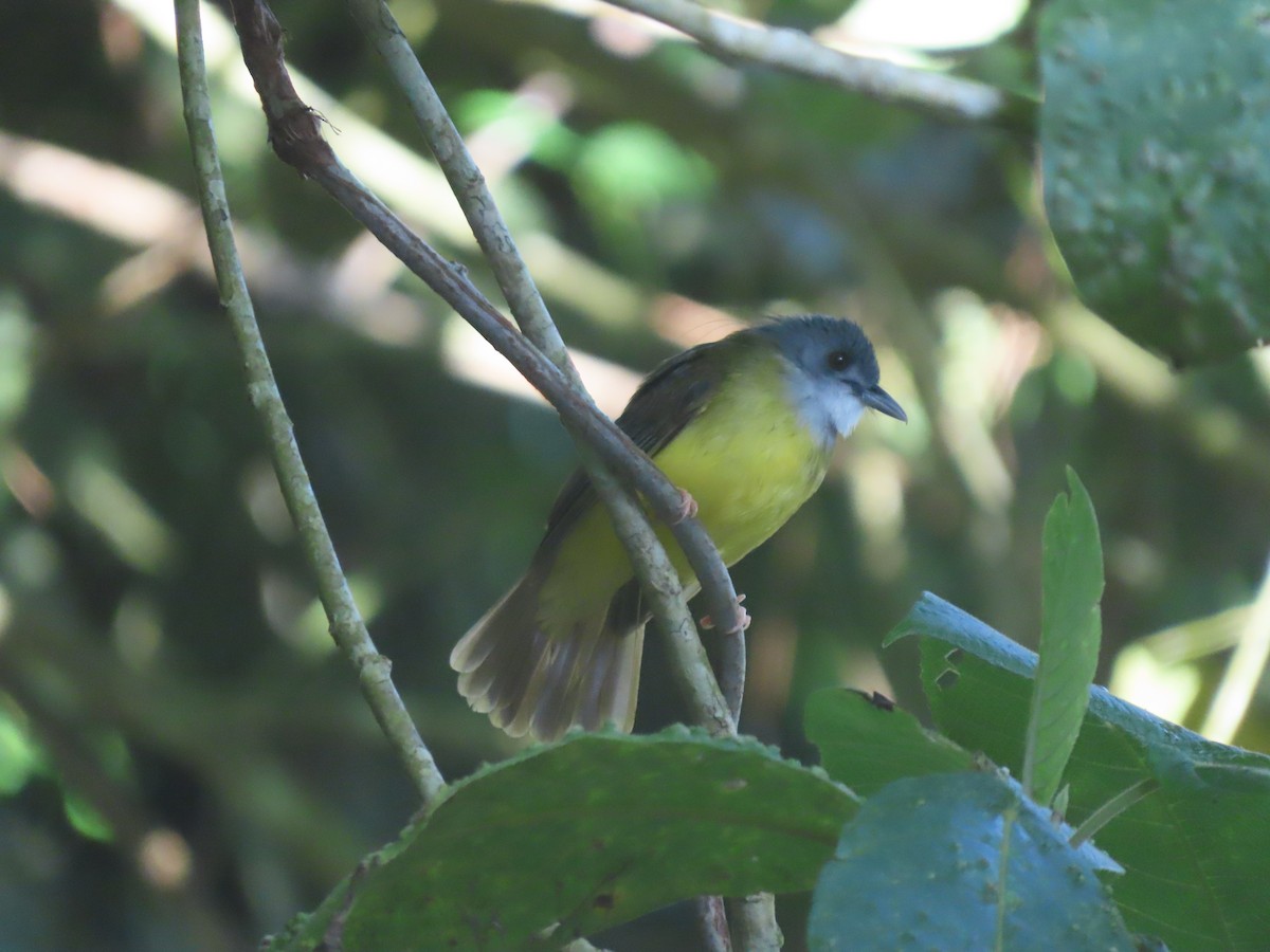 Yellow-bellied Bulbul - 鵂 劉