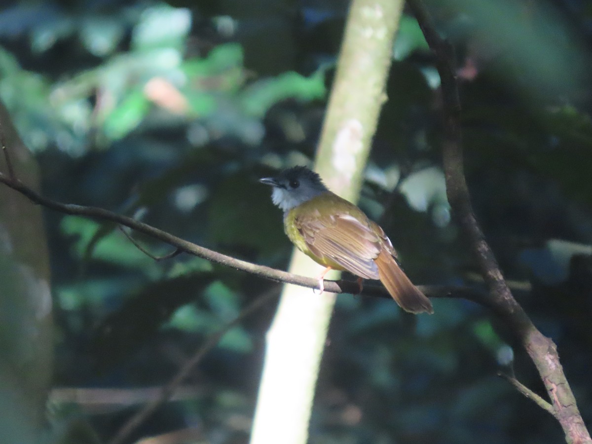 Yellow-bellied Bulbul - ML623061130