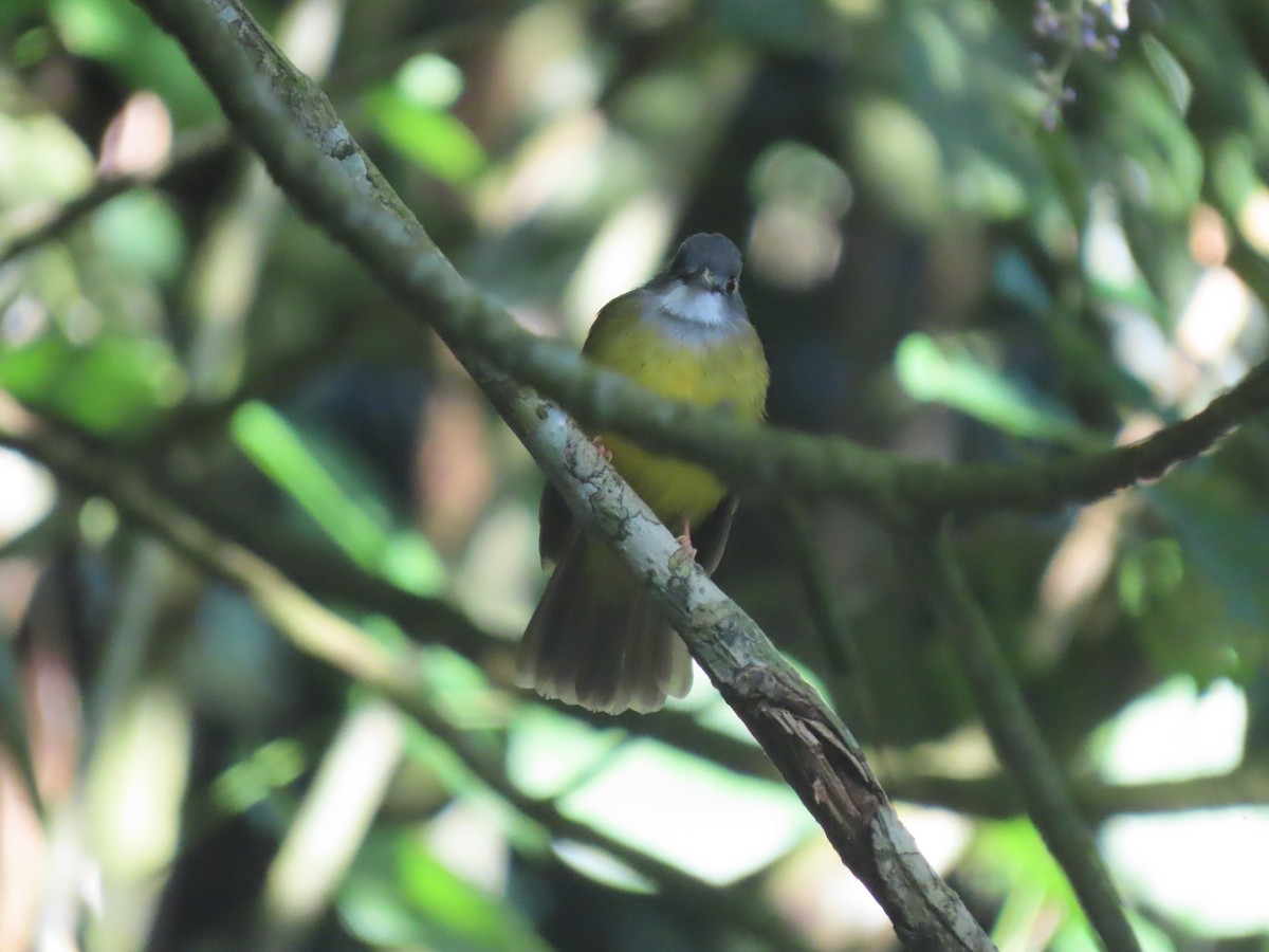 Yellow-bellied Bulbul - ML623061131