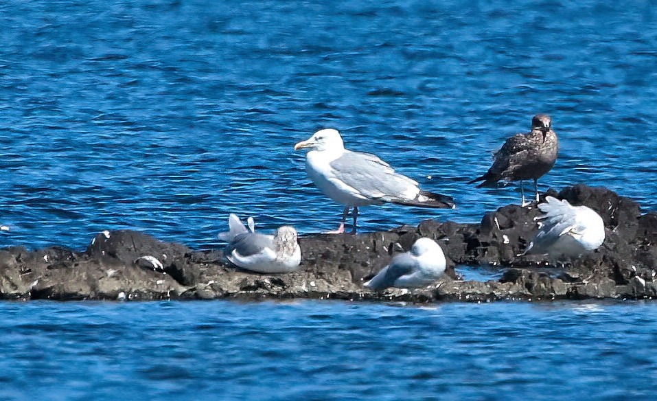 Herring Gull (American) - ML623061218