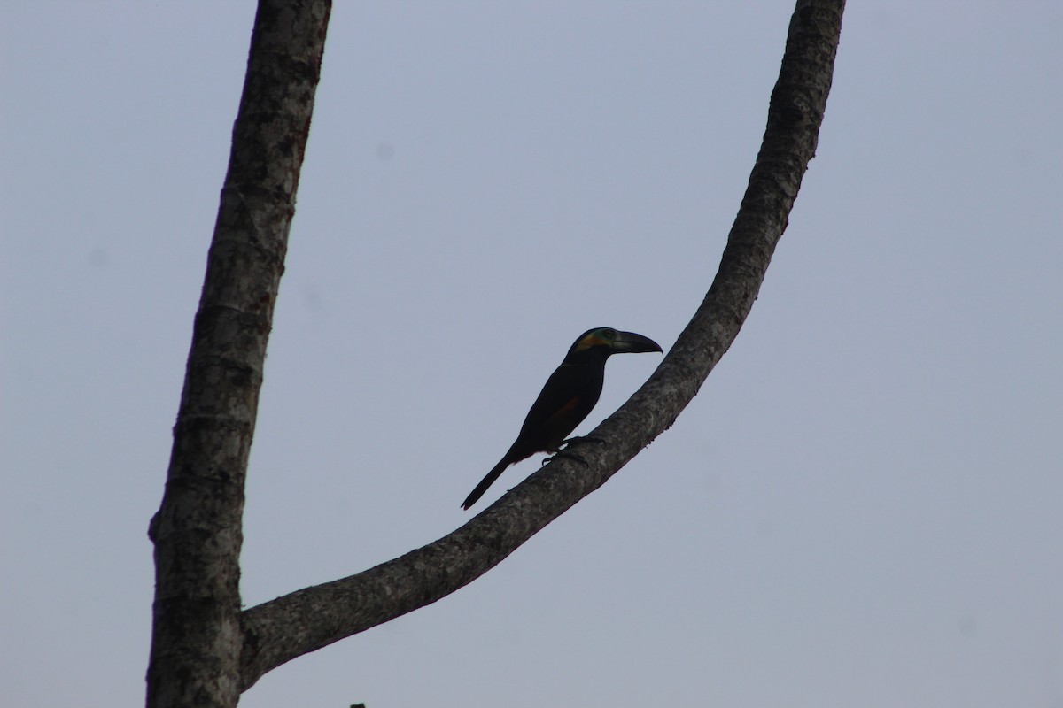 Golden-collared Toucanet - ML623061250