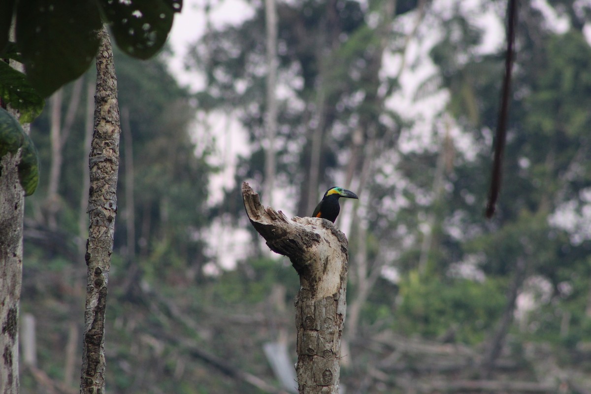 Golden-collared Toucanet - ML623061251