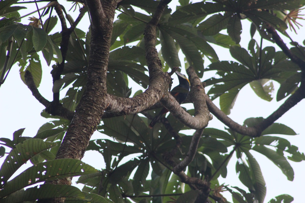 Golden-collared Toucanet - ML623061253