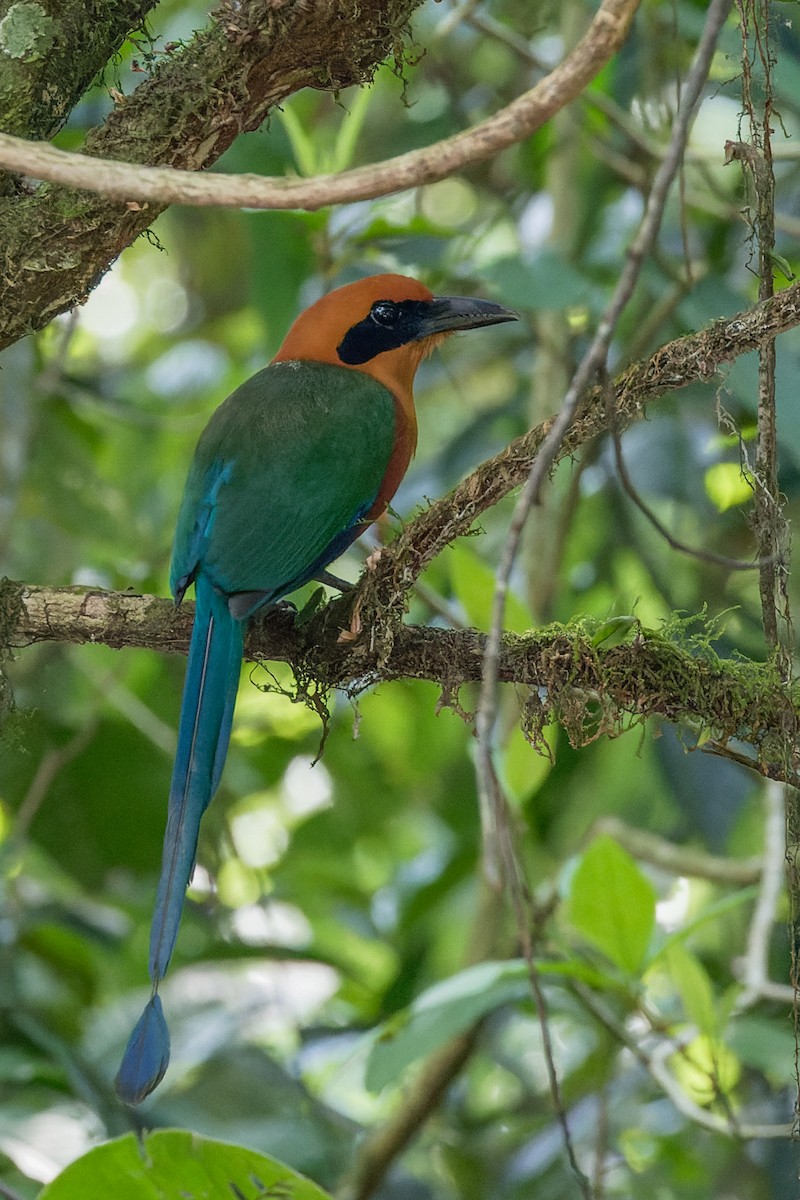 Rufous Motmot - ML623061287