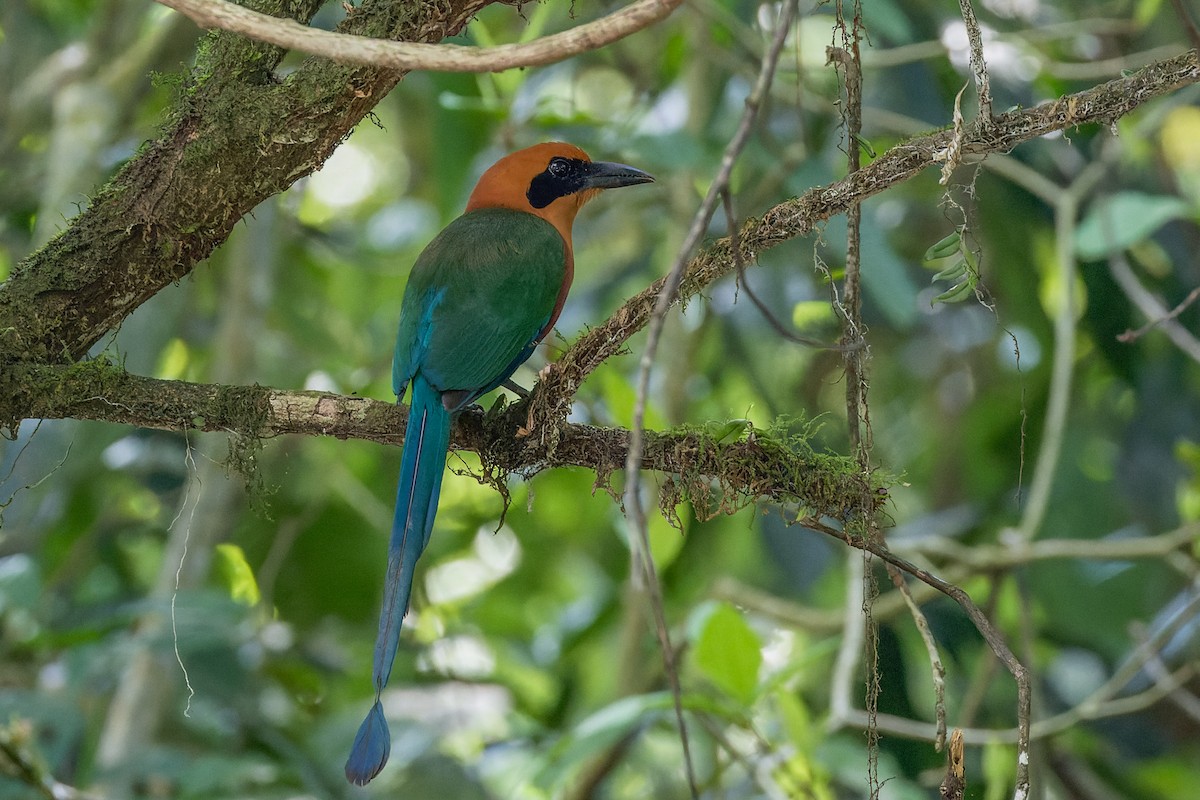 Rufous Motmot - ML623061288