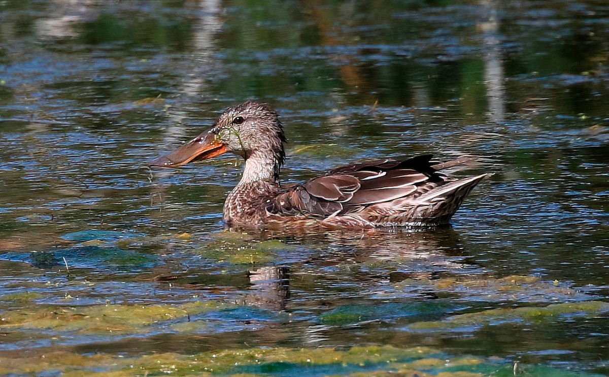 Northern Shoveler - ML623061389