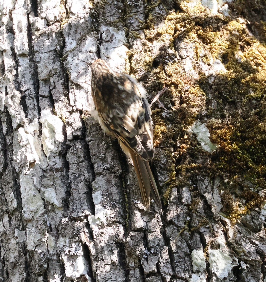 Brown Creeper - ML623061438