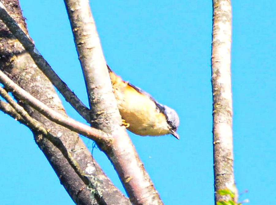 White-tailed Nuthatch - ML623061507