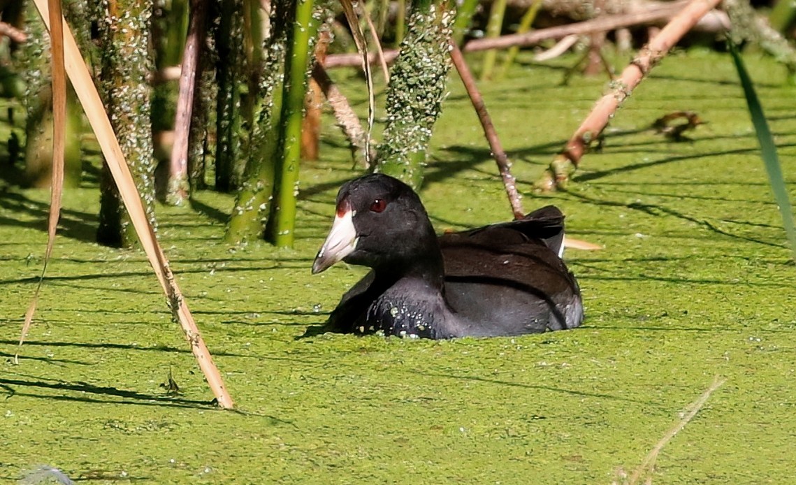 American Coot - ML623061509