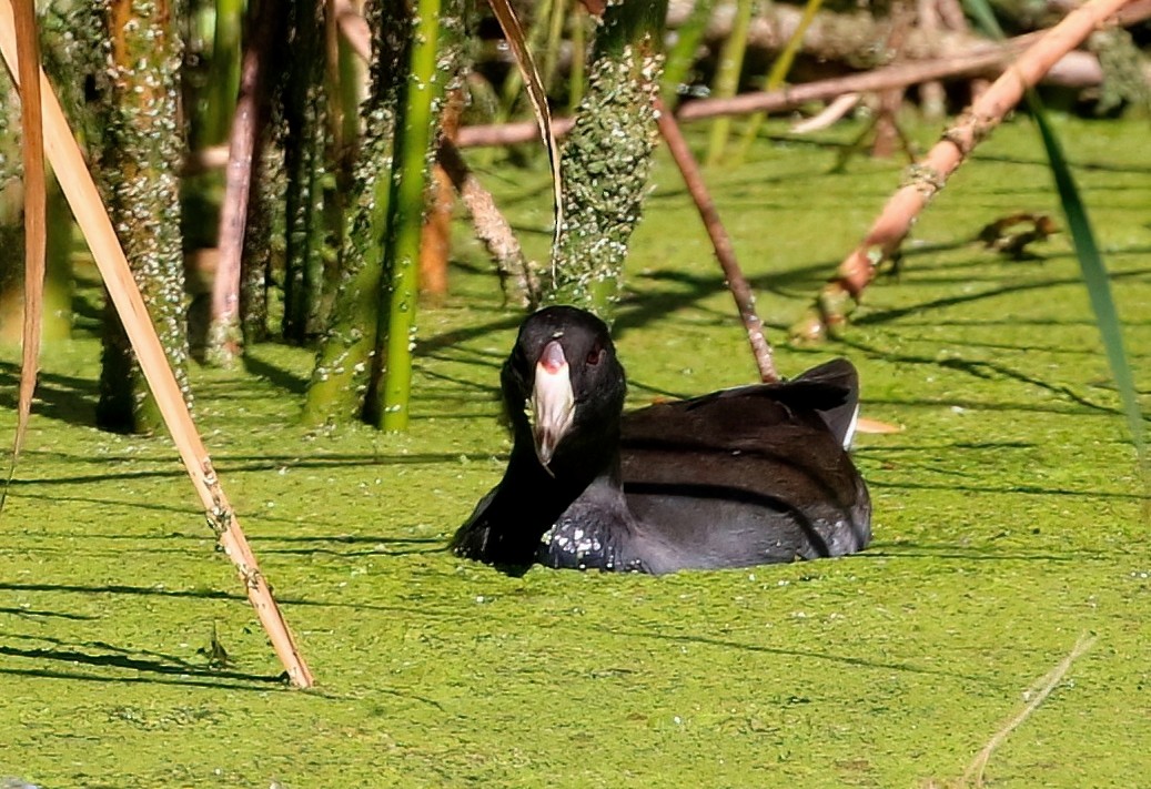 American Coot - ML623061567