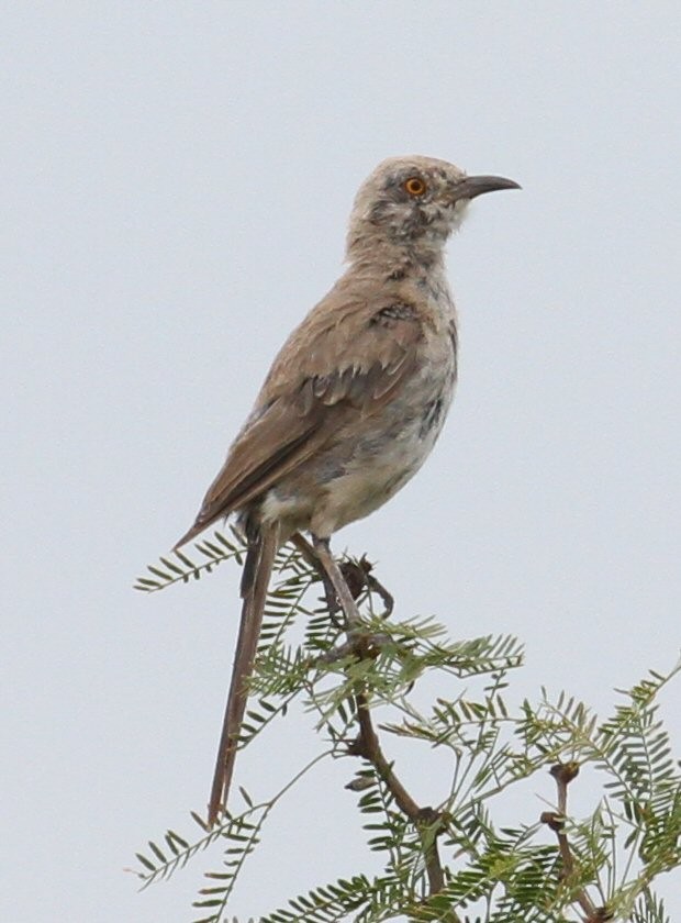 Bendire's Thrasher - ML623061569