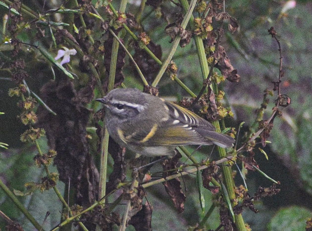 Buff-barred Warbler - ML623061603