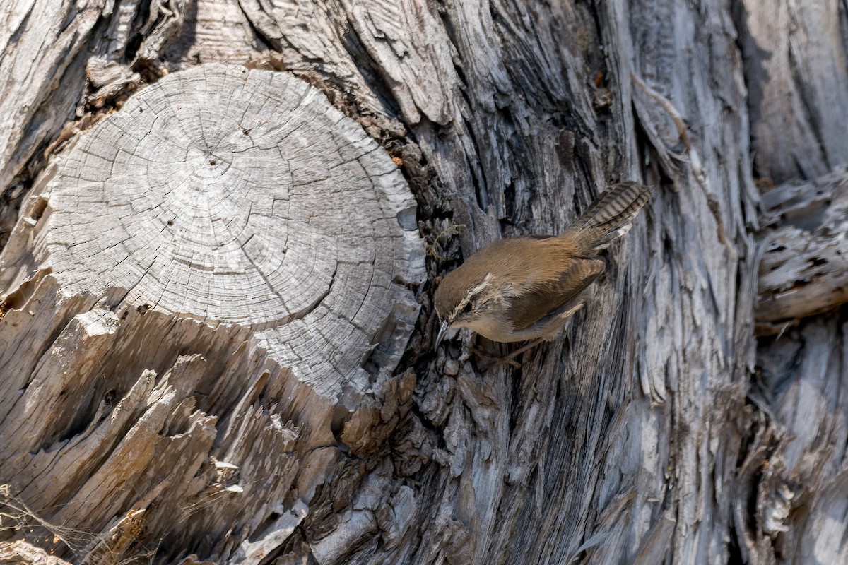 Bewick's Wren - ML623061623