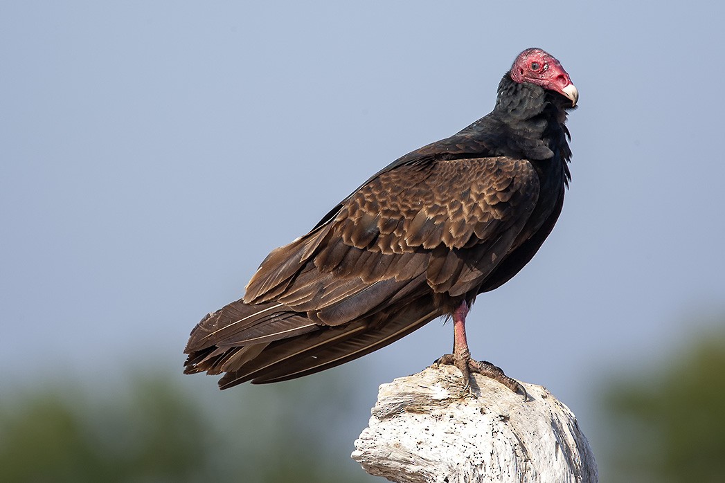 Turkey Vulture - ML623061656